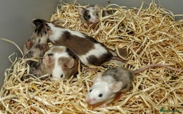 Mouse rodents for sale: Satin, long and short haired varieties  - Image 25