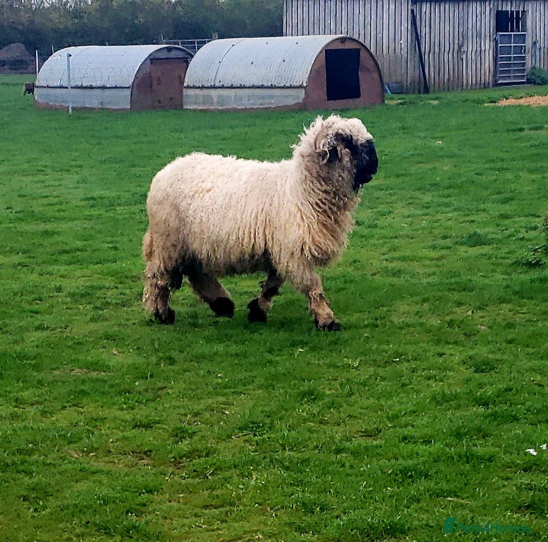 Sheep livestock for sale: Valais blacknose starter flock pedigree plus other - Image 8