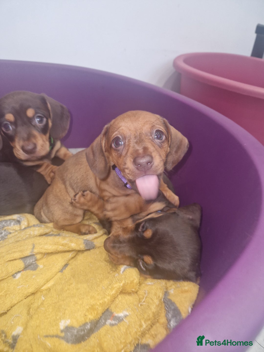 Dachshund dogs for sale: Littre of 7 Dachshund puppies ONLY 1 GIRLS LEFT !! - Advert 2