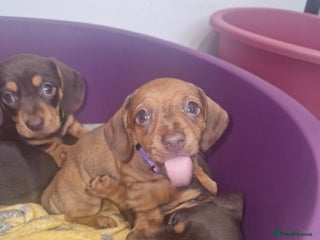 Dachshund dogs Littre of 7 Dachshund puppies ONLY 3 GIRLS LEFT !! - Advert 1