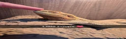Bearded Dragon reptiles for sale: Bearded dragon and viv set up in Hull - Advert 6