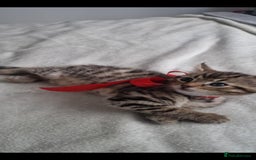 Bengal cats for sale: Pedigree bengal kittens available from 18/11/2025 - Advert 19