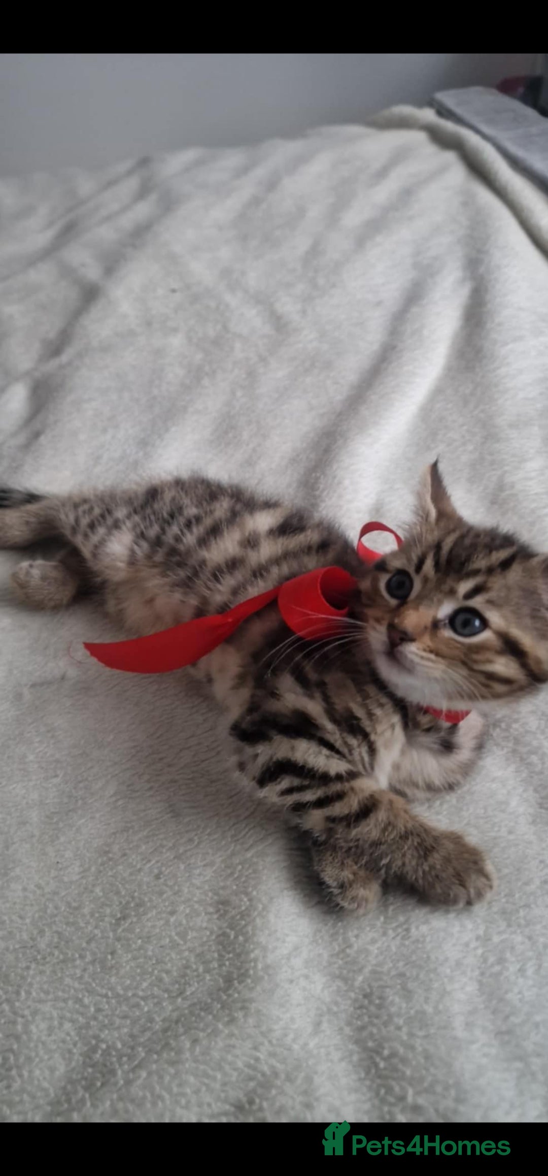 Bengal cats for sale: Pedigree bengal kittens available from 18/11/2025 - Advert 19