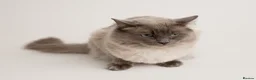 Ragdoll cats for stud: Ragdoll Blue Point Chocolate Carrier Stud  - Advert 4