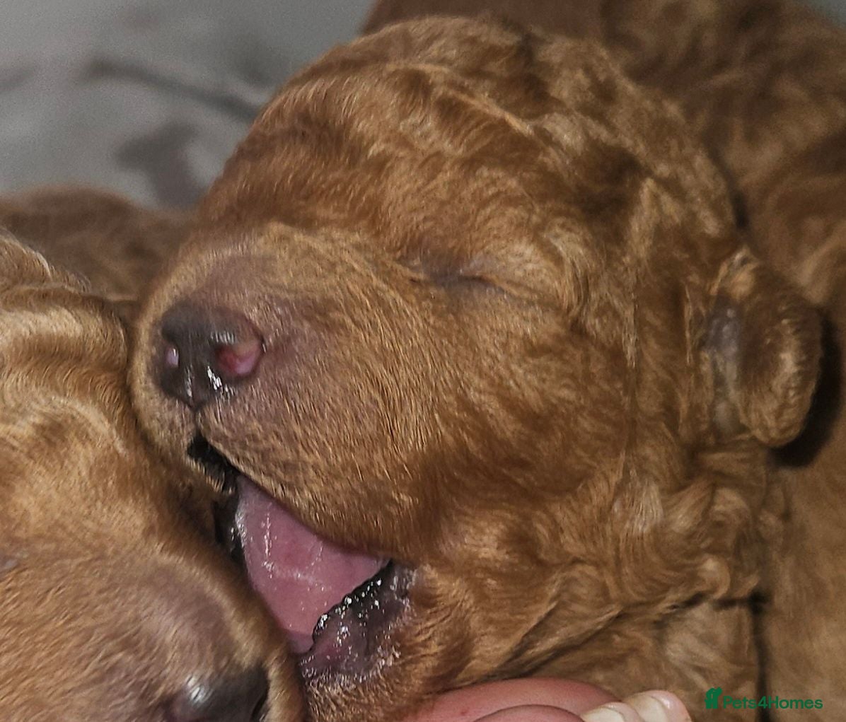 Toy Poodle dogs Licensed breeder, kc dna clear tiny toy poodles - Advert 1