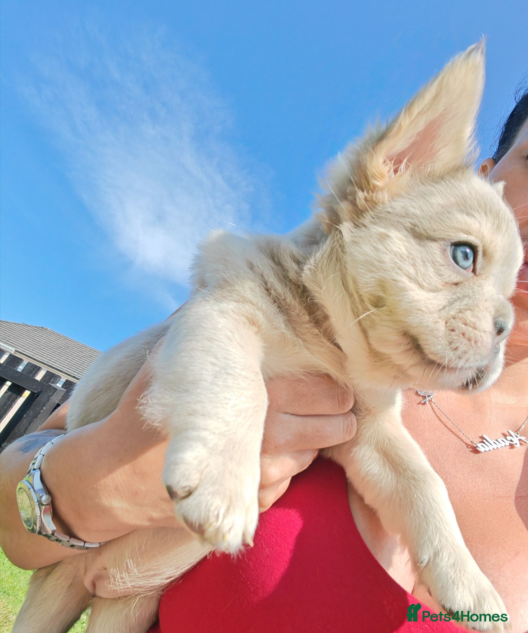 French Bulldog dogs Price reduced Fluffy French Bulldogs - Advert 2