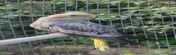 Cockatiels birds for sale: Young cockateils for sale ready now in Telford - Advert 3