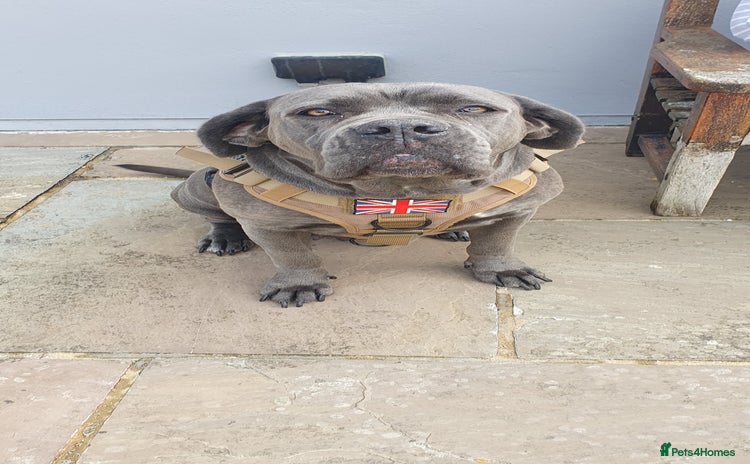 Cane Corso dogs - Advert 1