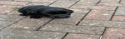 Sprocker dogs for sale: Beautiful sprocker puppies  - Advert 5