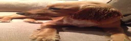 American Cocker Spaniel dogs for sale: Golden spaniel - Advert 2
