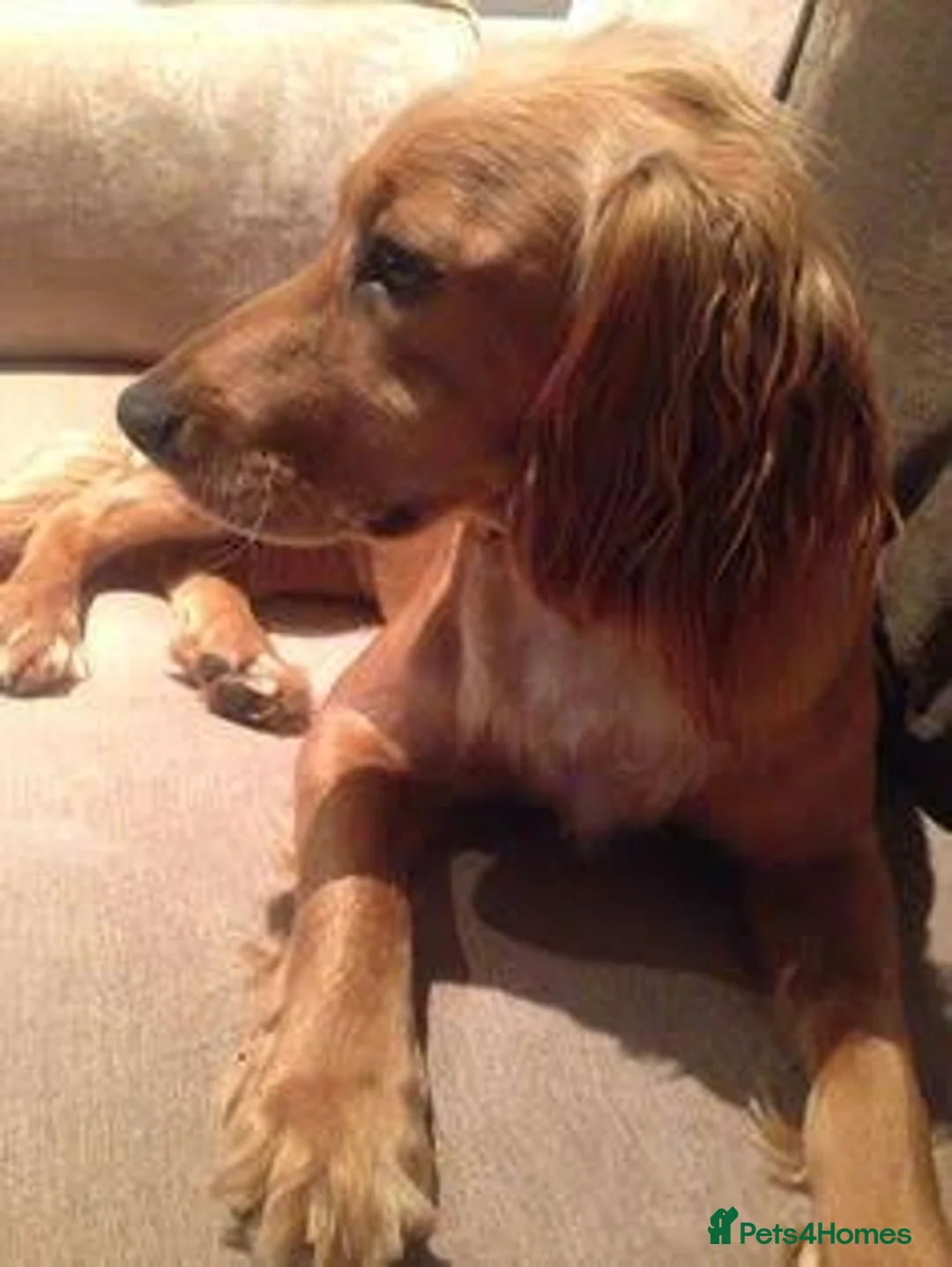 American Cocker Spaniel dogs for sale: Golden spaniel - Advert 2