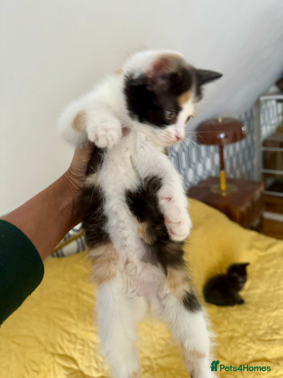 British Shorthair cats for sale: Pure British Shorthair Kittens Ready Now! - Image 18