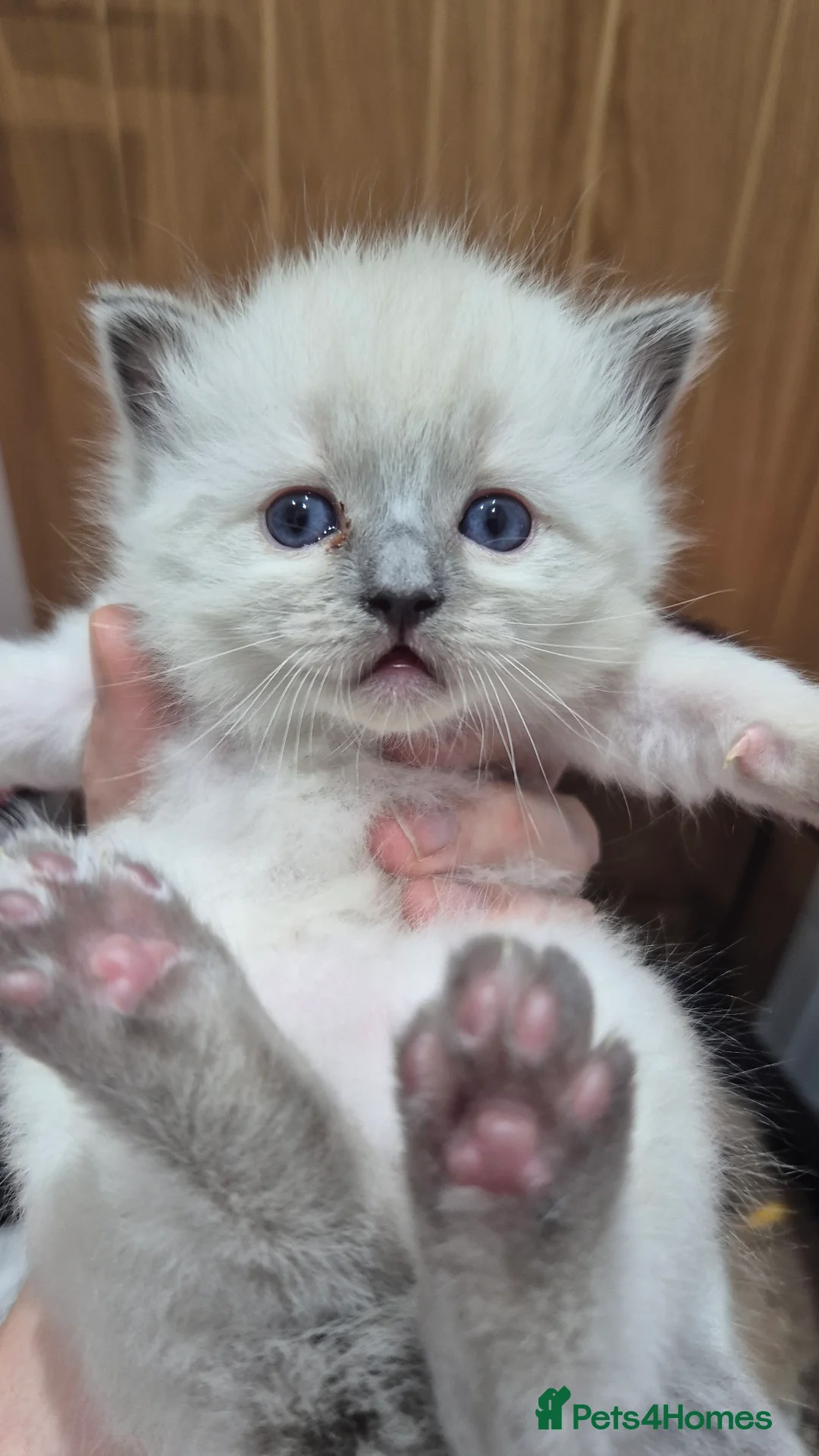 Ragdoll cats for sale: Adorable Ragdoll Kittens for sale - Advert 29