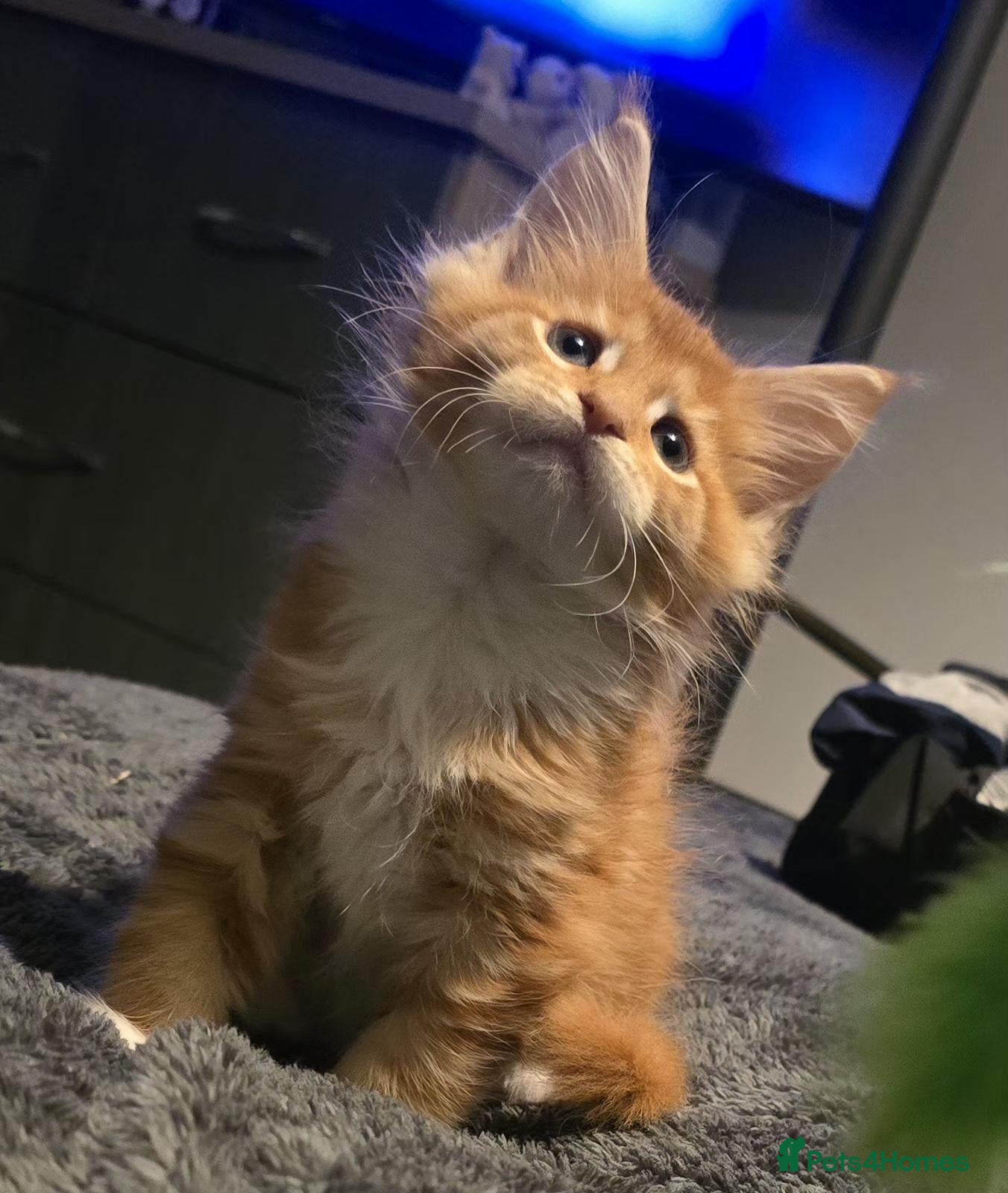 Maine Coon cats for sale: Big healthy mainecoon kittens  - Advert 3
