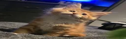Maine Coon cats for sale: Big healthy mainecoon kittens  in Llanfairpwllgwyngyll - Advert 1