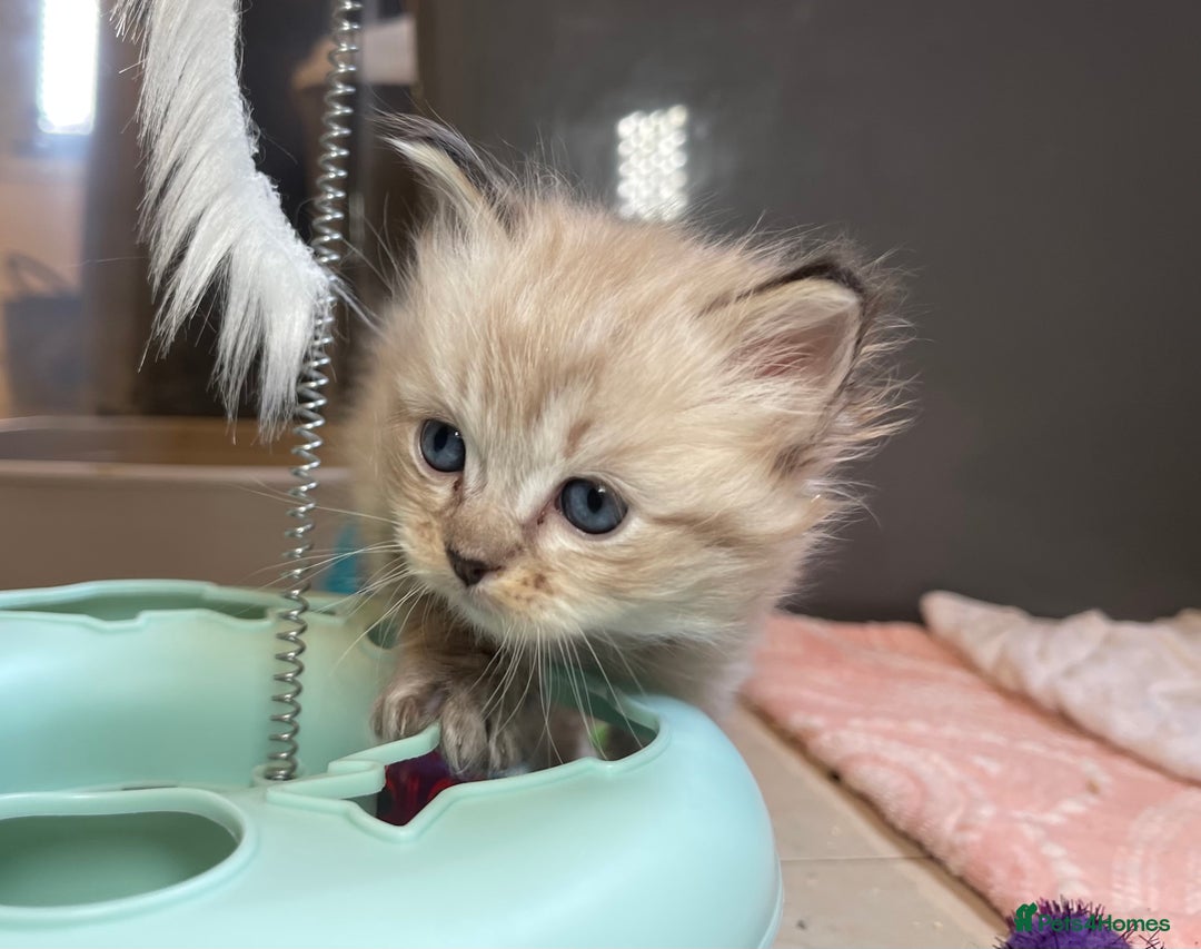 Ragdoll cats for sale: 💫Pedigree Cherubim Ragdolls💫 - Image 8