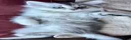 British Longhair cats for sale: British Longhair little kittens  - Advert 15