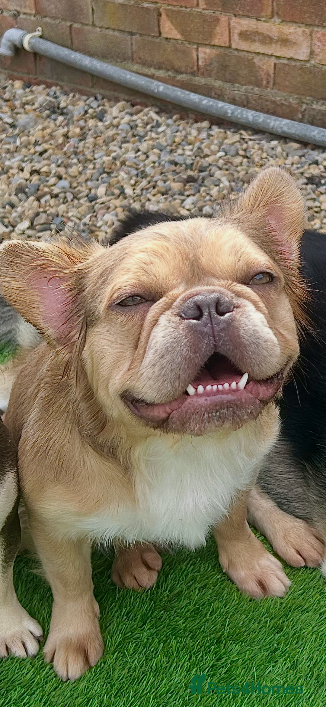 French Bulldog dogs for sale: Fluffy French bulldog  - Image 2