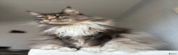 Maine Coon cats for sale: Pedigree registered female maine coon for sale - Advert 12