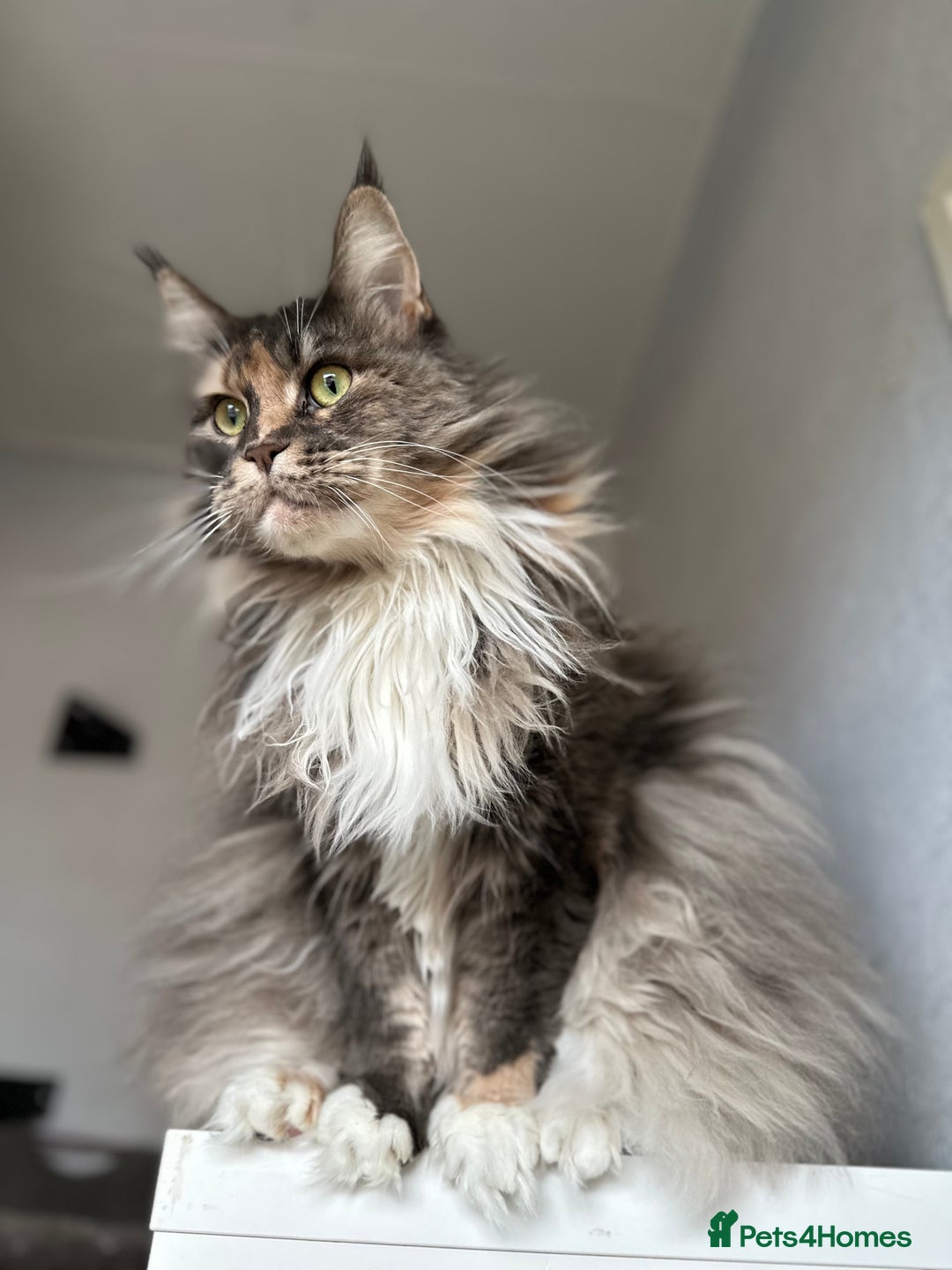 Maine Coon cats for sale: Pedigree registered female maine coon for sale - Advert 12