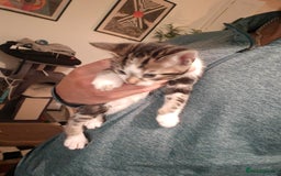 Bengal cats for sale: Half Bengal Kittens - Image 3