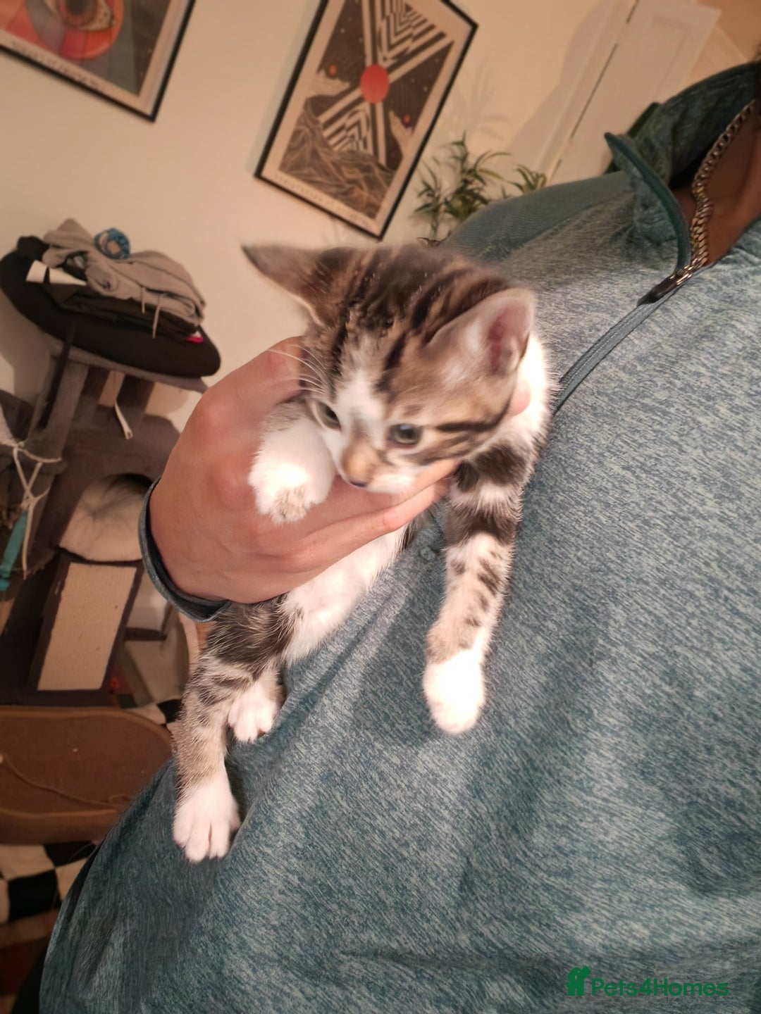 Bengal cats for sale: Half Bengal Kittens - Image 3