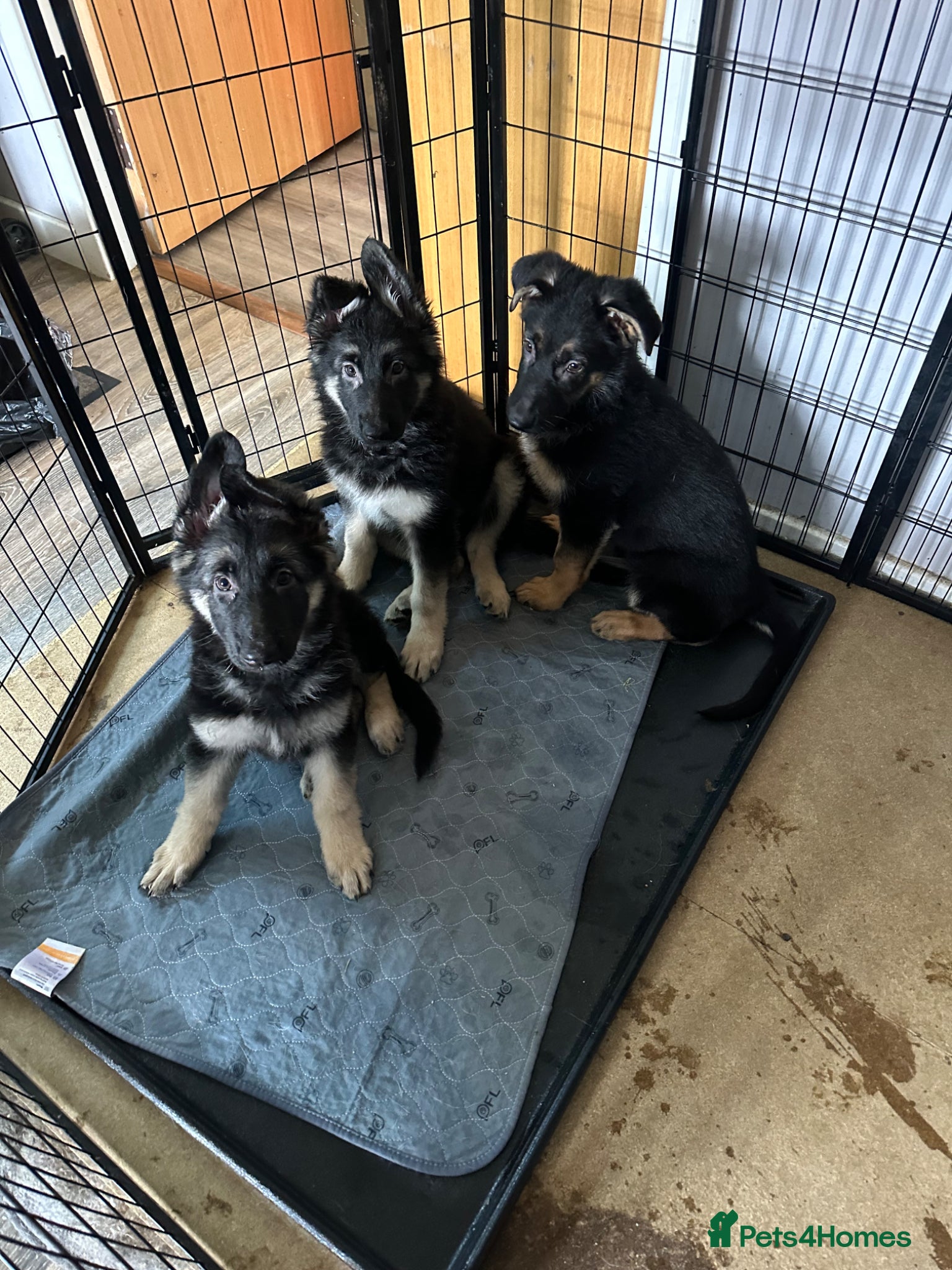 German Shepherd dogs for sale: German shepherd  in Glasgow - Advert 3