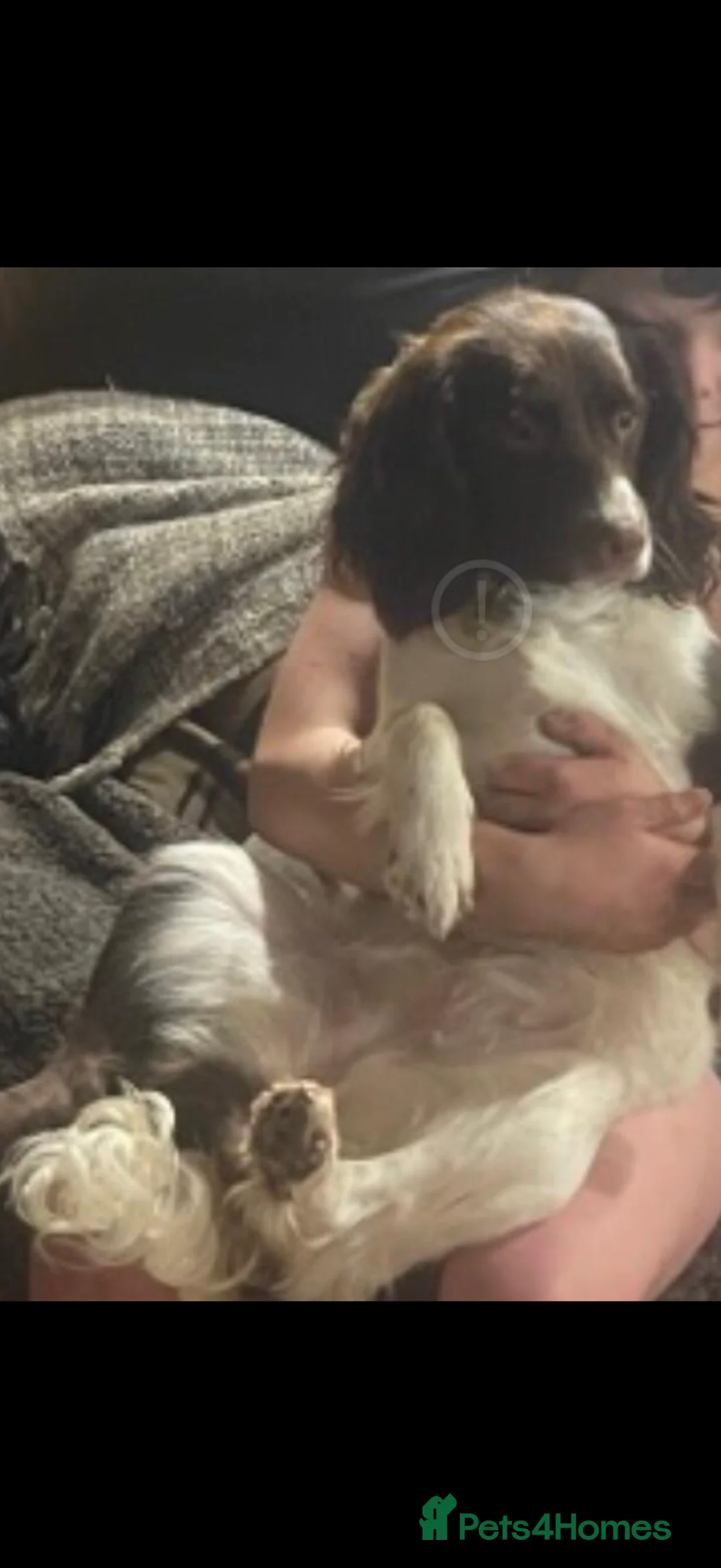 Sprocker dogs for sale: Stunning Sprocker girls  - Advert 3