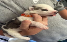 Siberian Husky dogs for sale: Rare piebald husky puppies have now arrived  - Image 8