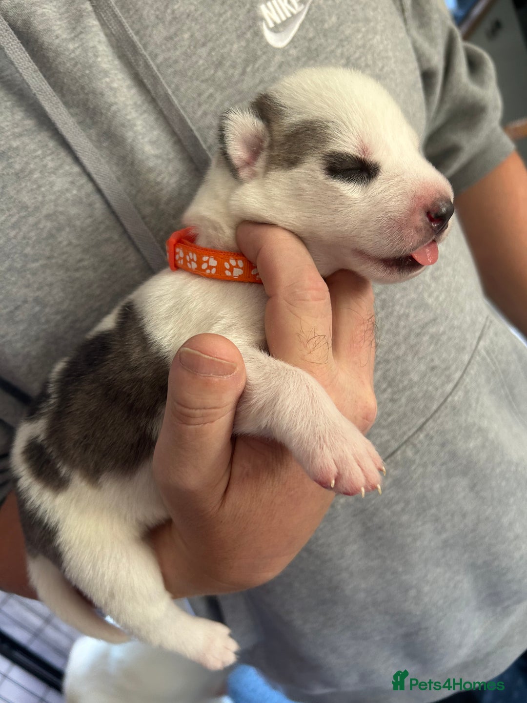 Siberian Husky dogs for sale: Rare piebald husky puppies have now arrived  - Image 8