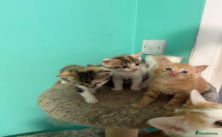 Maine Coon cats - Advert 16
