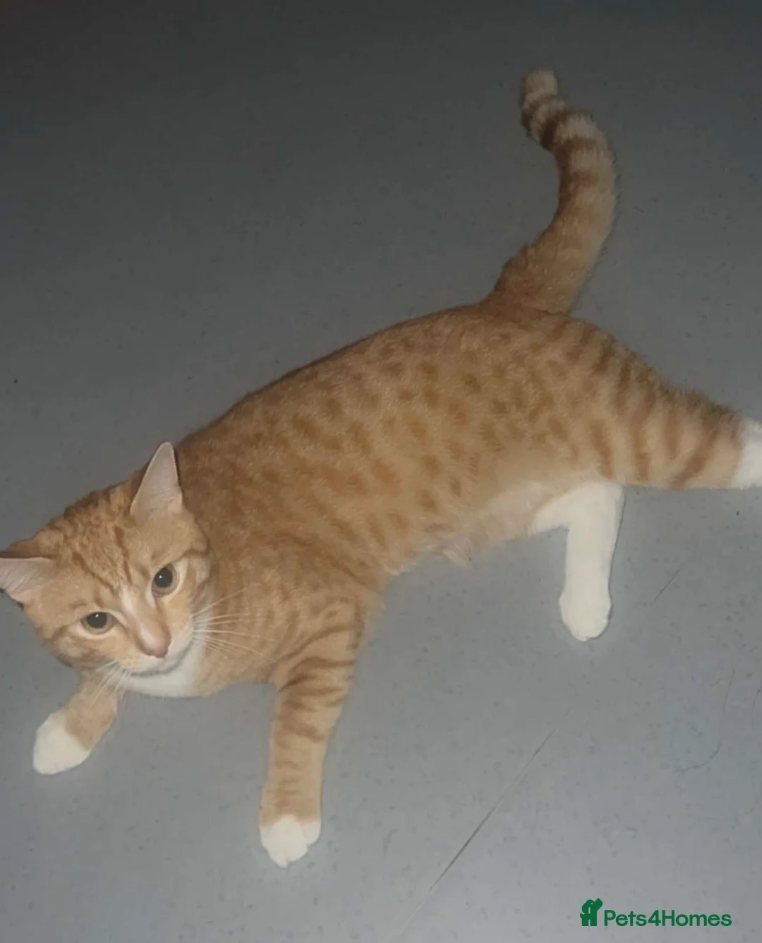 Mixed Breed cats for sale: Ginger/Bengal kitten  in Feltham - Advert 1