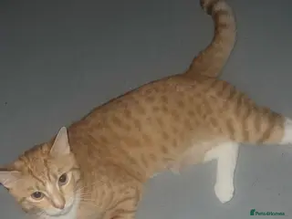 Mixed Breed cats Ginger/Bengal kitten - Advert 1