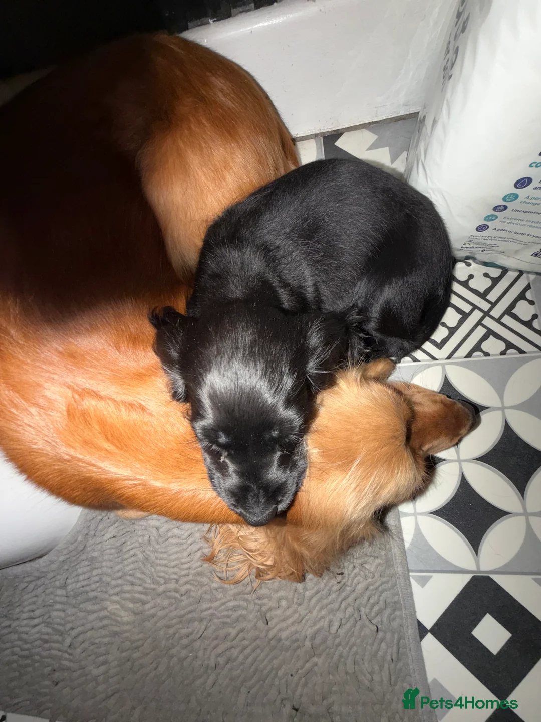 Cocker Spaniel dogs for sale: Show cocker spaniel 10 weeks old - Advert 3