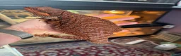 Bearded Dragon reptiles for sale: Stunning adult bearded dragons  - Advert 3