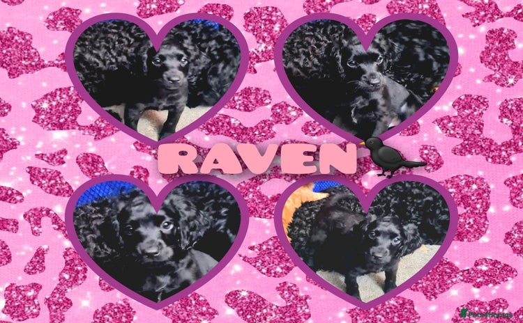 Cockapoo dogs 🐶🐾Tiny F2 cockapoo puppies🐶🐾 - Advert 13