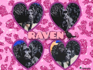 Cockapoo dogs 🐶🐾Tiny F2 cockapoo puppies🐶🐾 - Advert 8