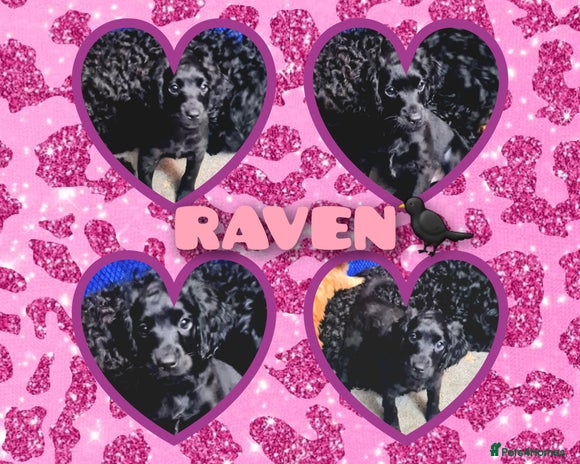 Cockapoo dogs 🐶🐾Tiny F2 cockapoo puppies🐶🐾 - Advert 13