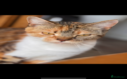 Mixed Breed cats for sale: Pippa cat - Image 2