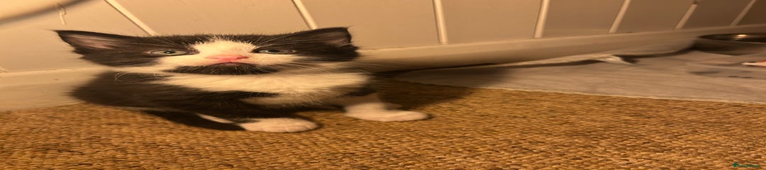 Mixed Breed Kitten 1