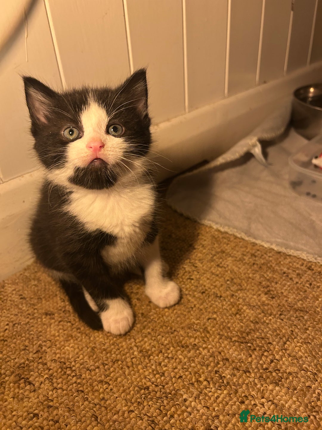 Mixed Breed cats for sale: 2 kittens available  - Advert 5