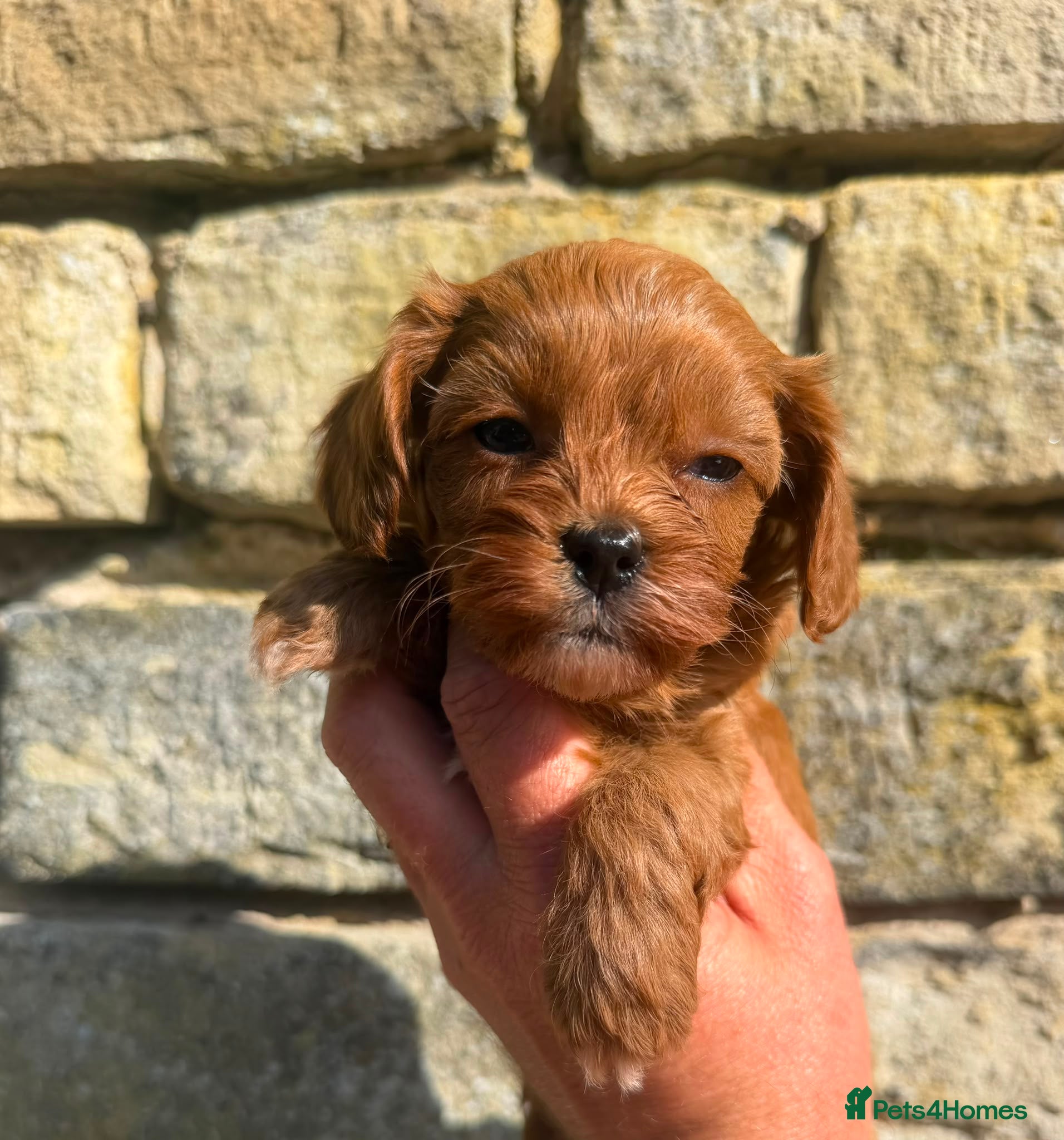 Cavapoo dogs Fox Red F1 Cavapoo’s  - Advert 2