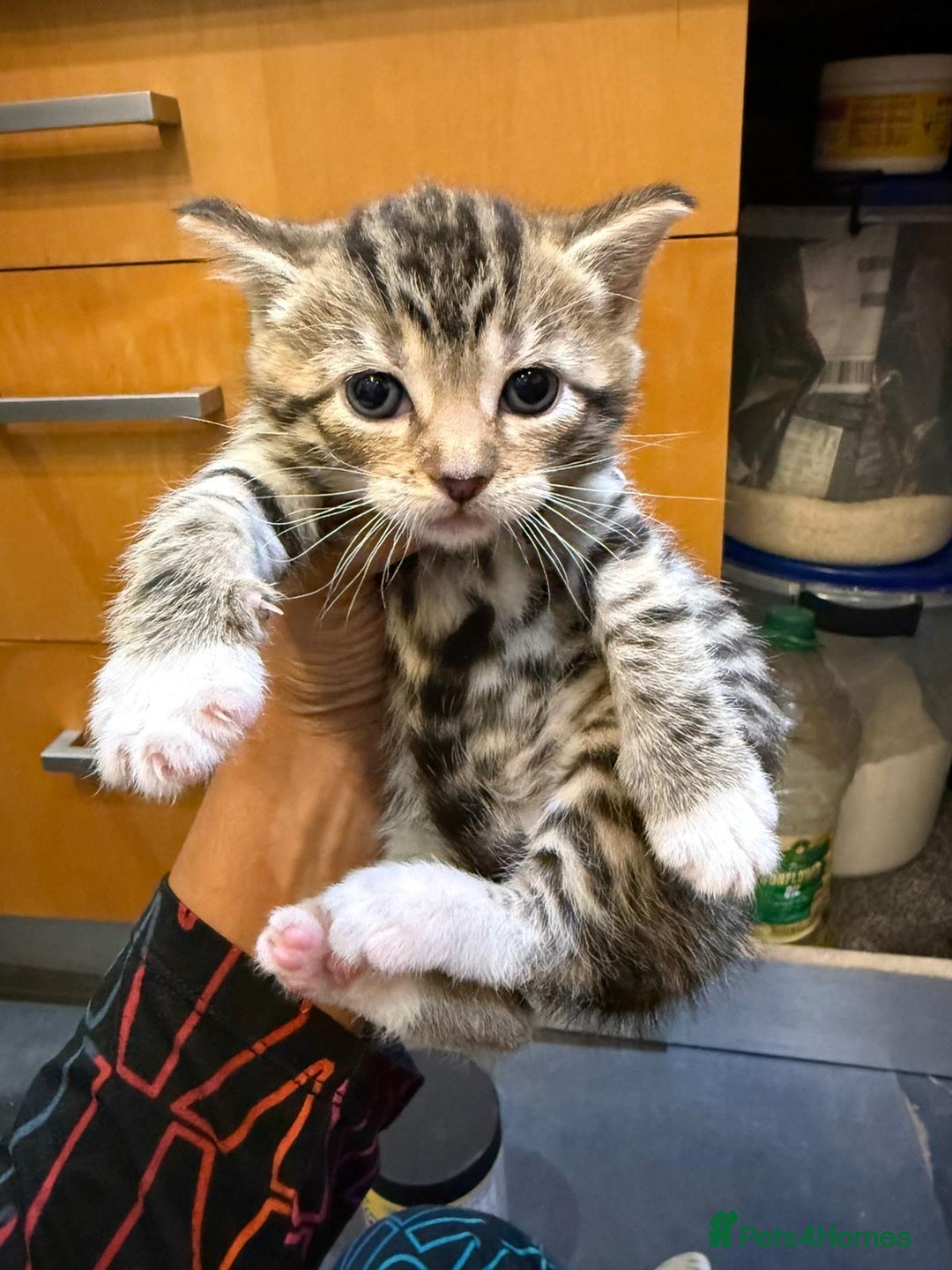 Mixed Breed cats for sale: Three Sweet Kittens Ready for a Loving Home - Image 12
