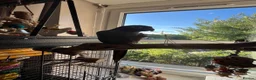 Conures birds for sale: Green Cheek Conure Very tame - Advert 8