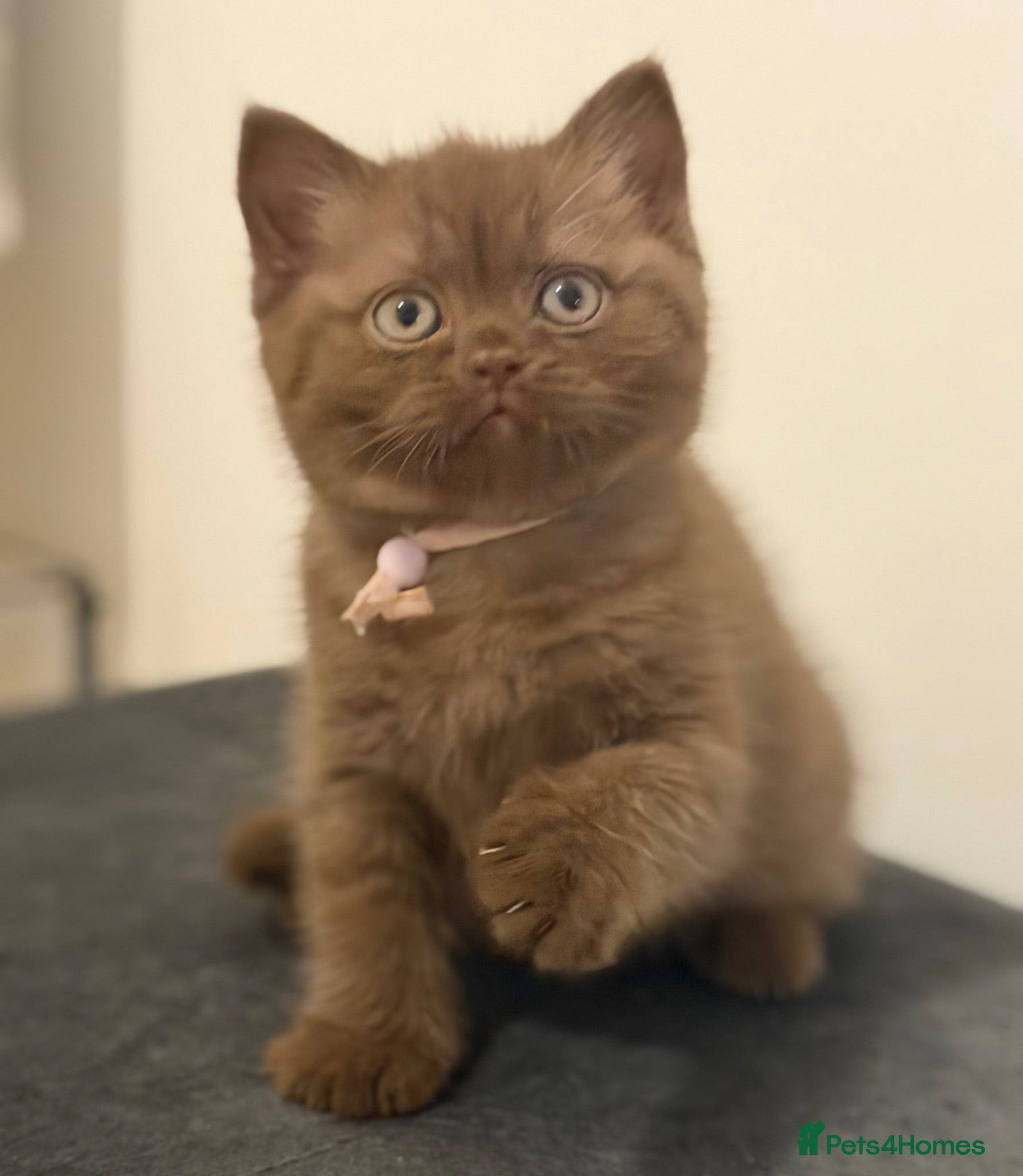 British Shorthair cats 2 girls - Cinnamon and Chocolate BSH  - Advert 2