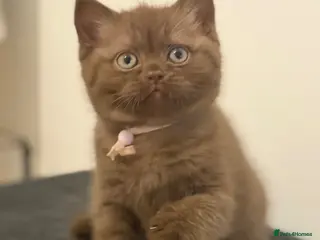 British Shorthair cats 2 girls - Cinnamon and Chocolate BSH - Advert 2