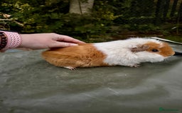 Guinea Pig rodents for sale: 5 month old bonded boy guinea pigs - Image 3