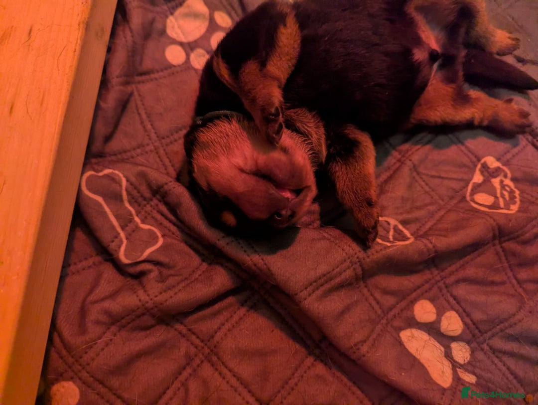 Rottweiler dogs for sale: 🐾 Stunning KC Registered Rottweiler Puppies  - Advert 5