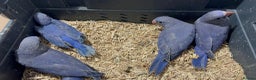 Ringnecks birds for sale: HAND REARED INDIAN RING NECK - Advert 2