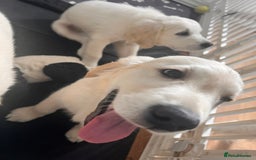 Golden Retriever dogs for sale: Only 2 left!Fully vaccinated !£1000 - Image 19